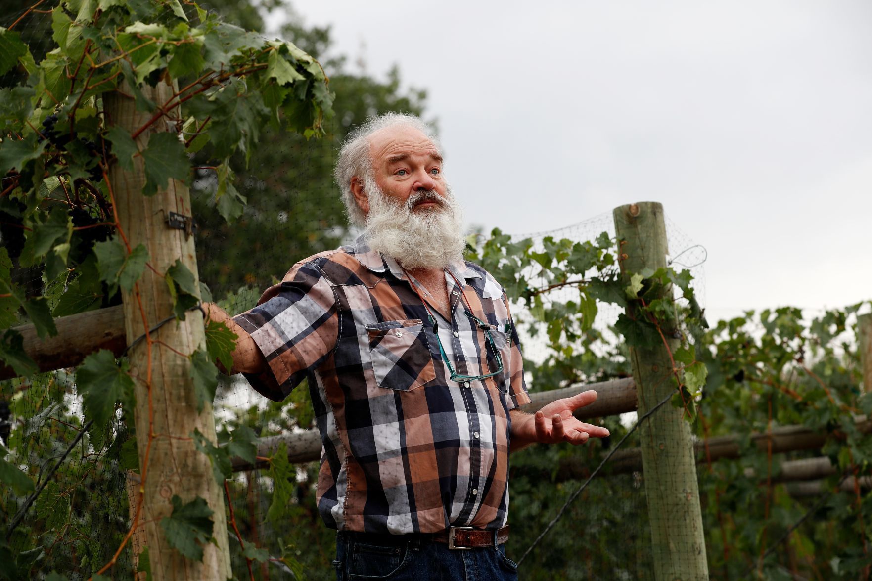 Laurel vineyard